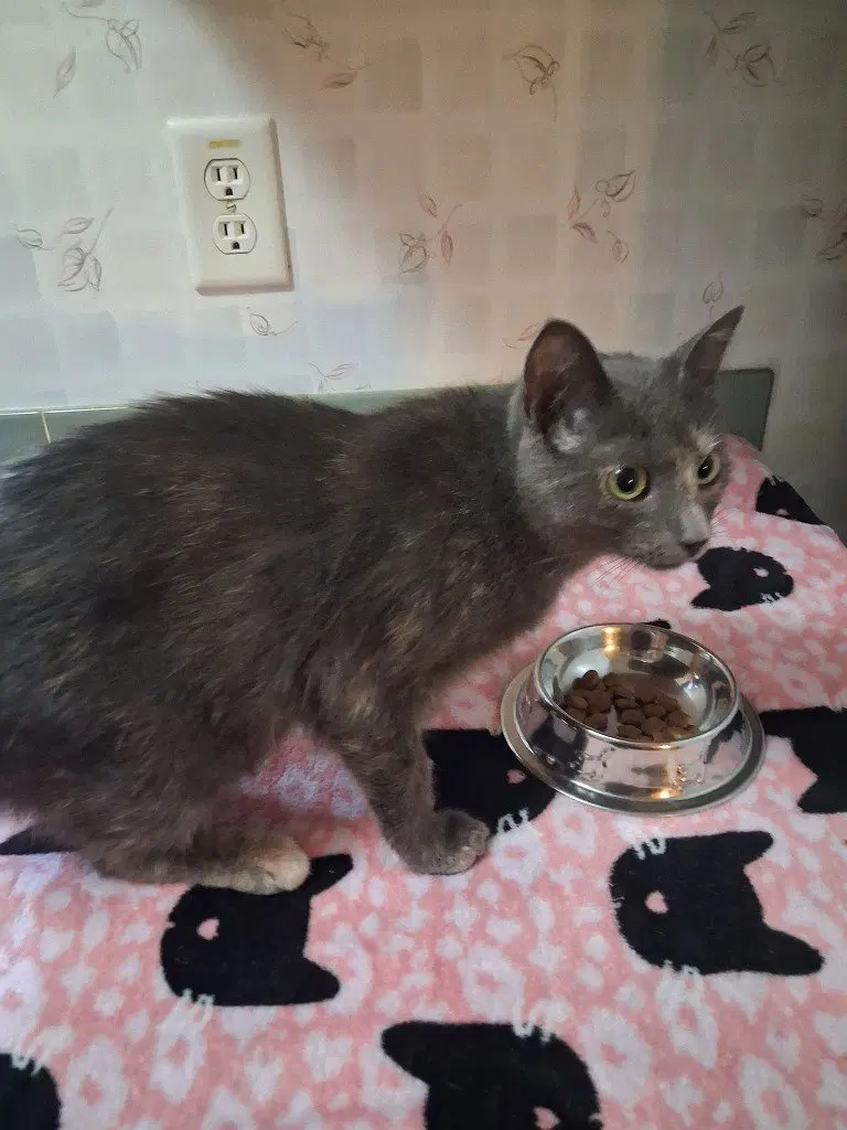 Nacho Cat, an adult female American Shorthair cat up for adoption