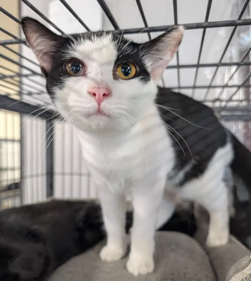Quinoa, a young female cat up for adoption