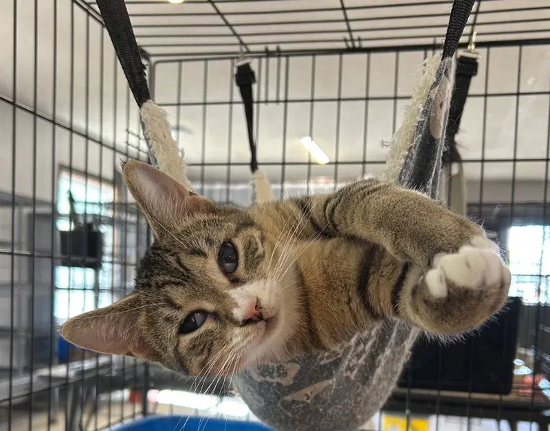 Mouse, a young female cat up for adoption