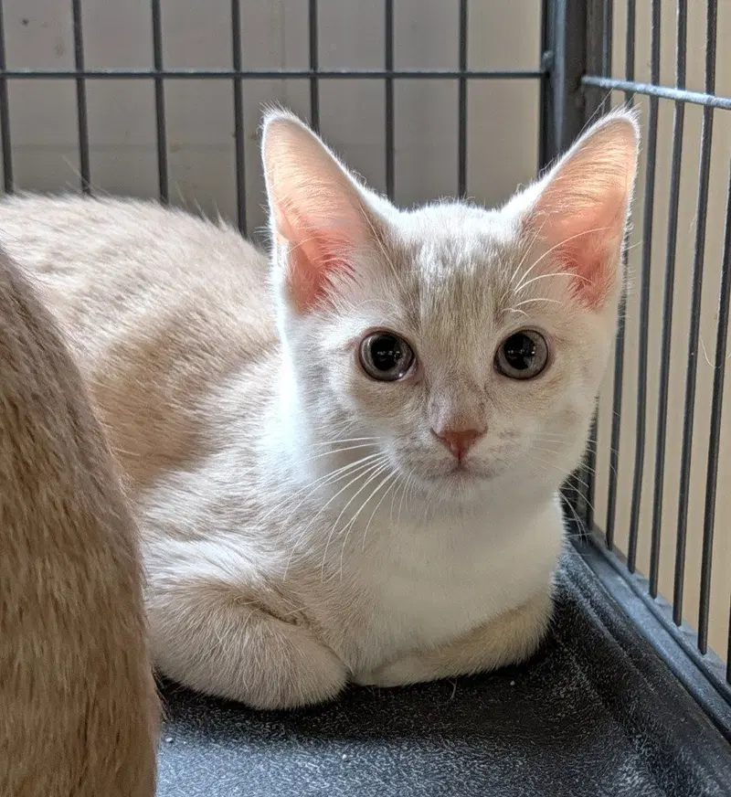 Casey, a female kitten up for adoption