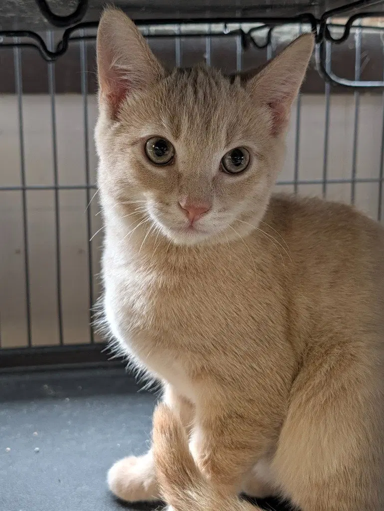 Bramble, a male kitten up for adoption