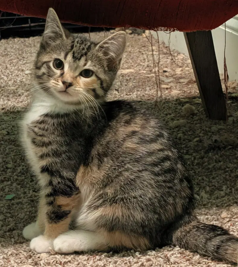 Calanthe, a female kitten up for adoption