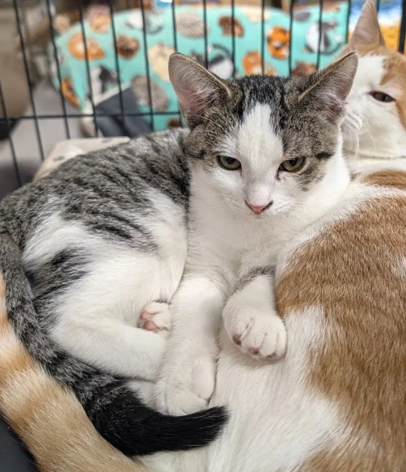 Freedom, a male kitten up for adoption