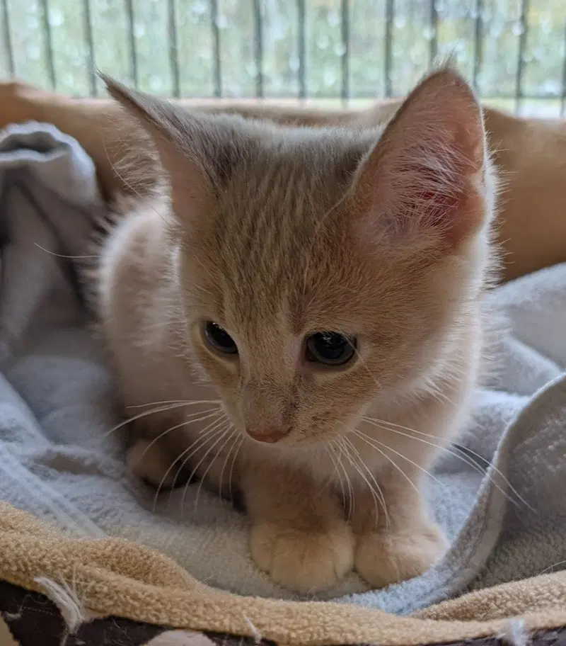 Clover, photo 2