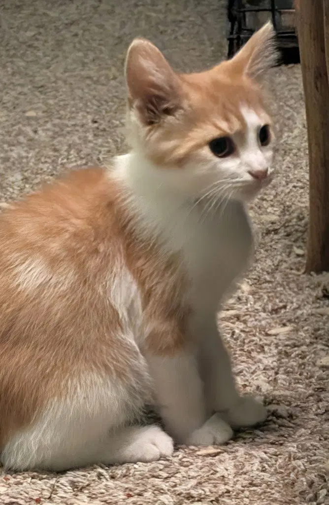 Oaklan, a male kitten up for adoption