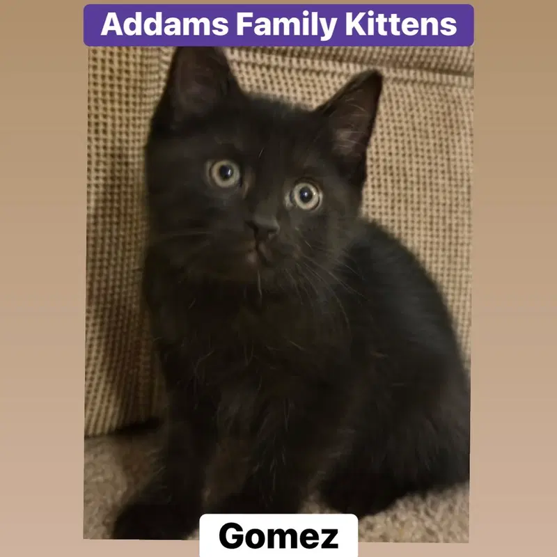 Gomez, a male kitten up for adoption