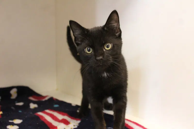 Hollo, a male kitten up for adoption