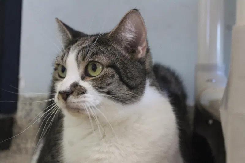 Sleet, an adult male cat up for adoption