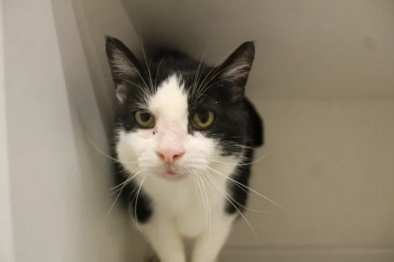 Grimm, a senior male cat up for adoption