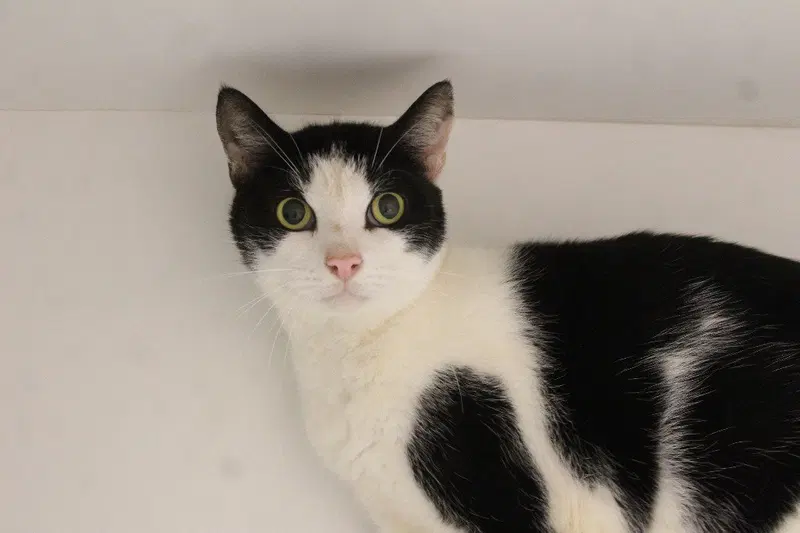 Mort, a senior male cat up for adoption