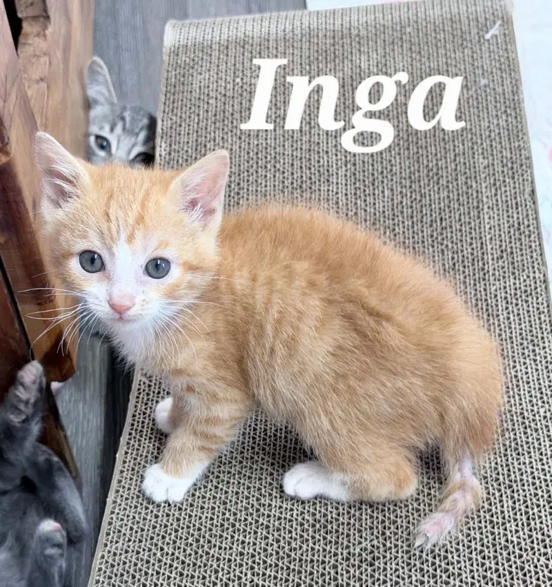 Inga, a female kitten up for adoption