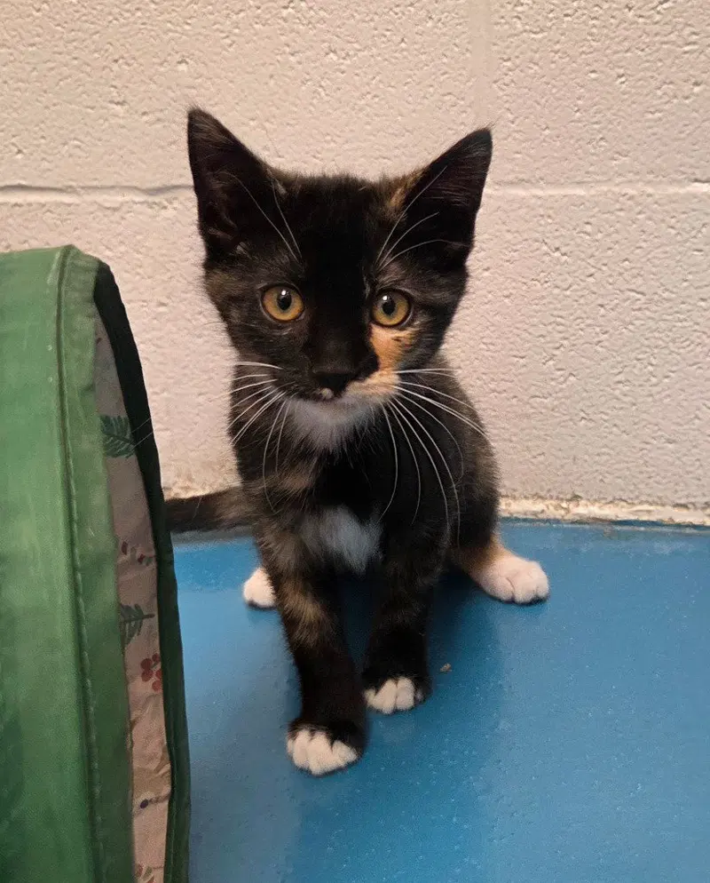 Rainbow Dash, a female kitten up for adoption