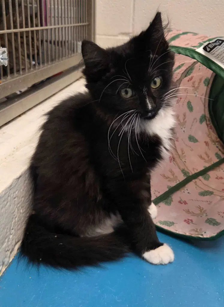 Applejack, a female kitten up for adoption