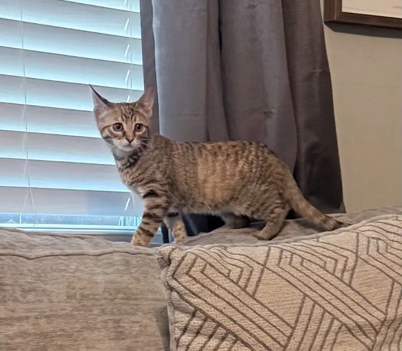 Brienne, a young female cat up for adoption