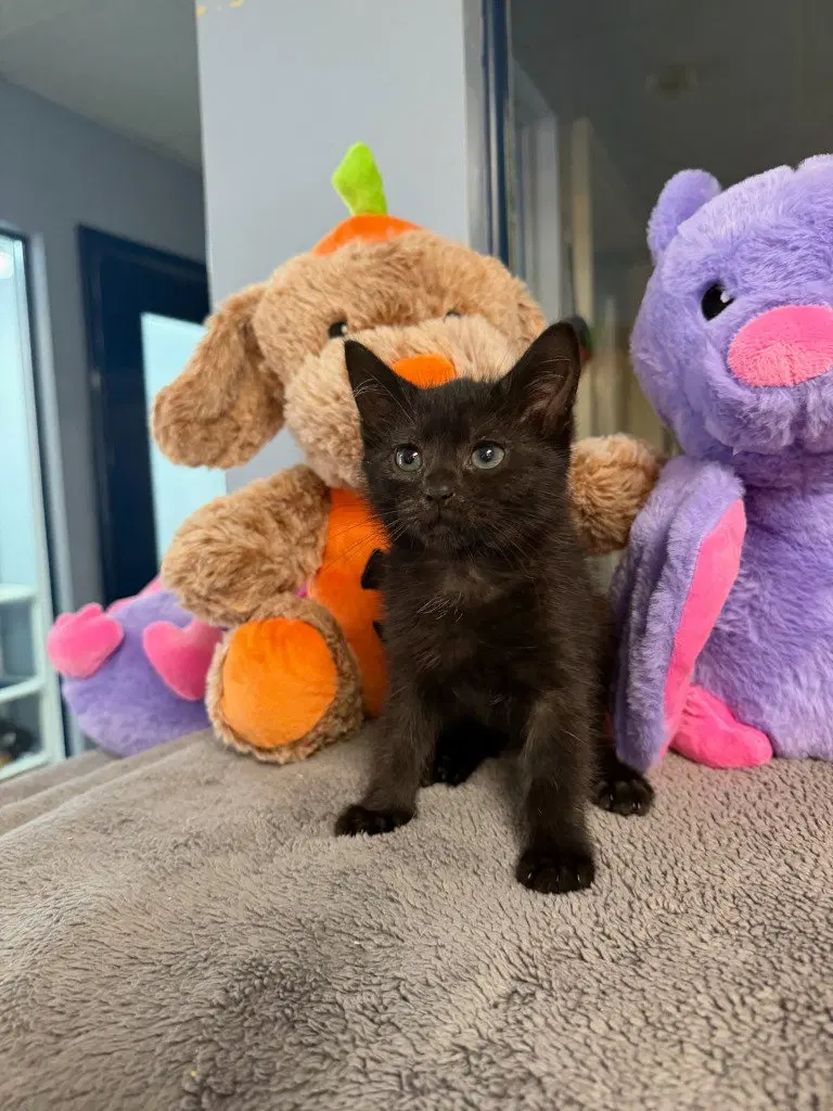 Irene, a female kitten up for adoption