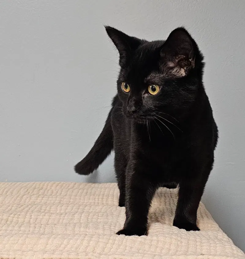 Gypsy, a female kitten up for adoption