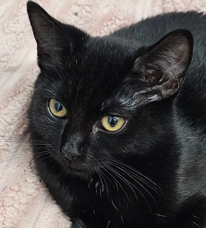 Pineapple, a young male cat up for adoption