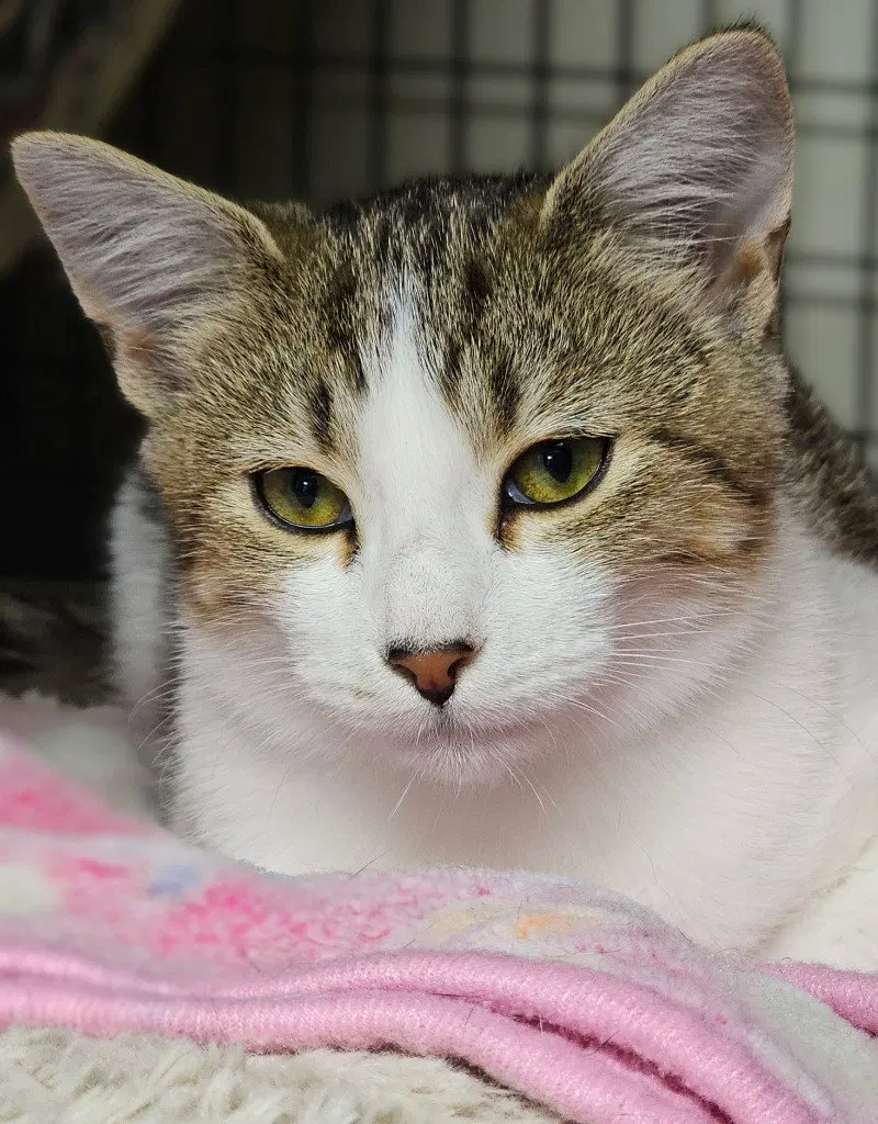 Jada, a female kitten up for adoption