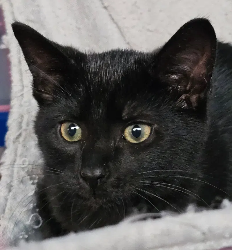 Dani, a male kitten up for adoption