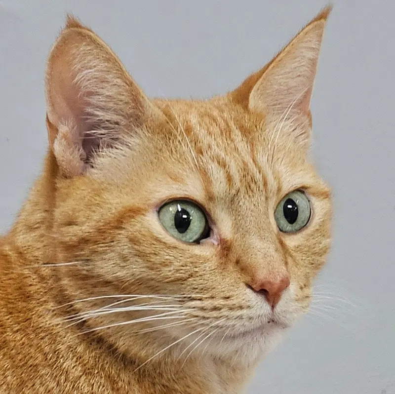 Flint, a senior male Tabby cat up for adoption