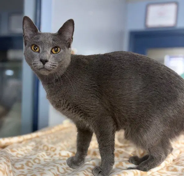 Chia, a young female cat up for adoption