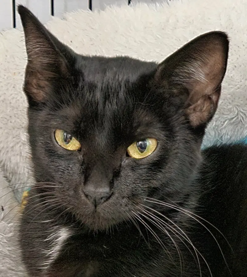 Vanilla, a young female cat up for adoption