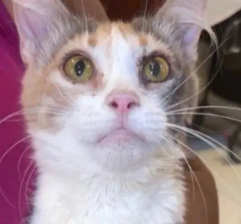 Molly Pretty in Calico, a young female Calico cat up for adoption