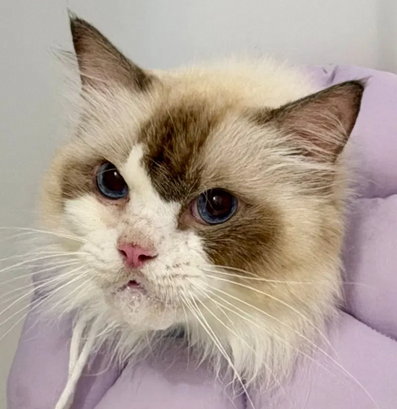 Letha, an adult female Ragdoll cat up for adoption