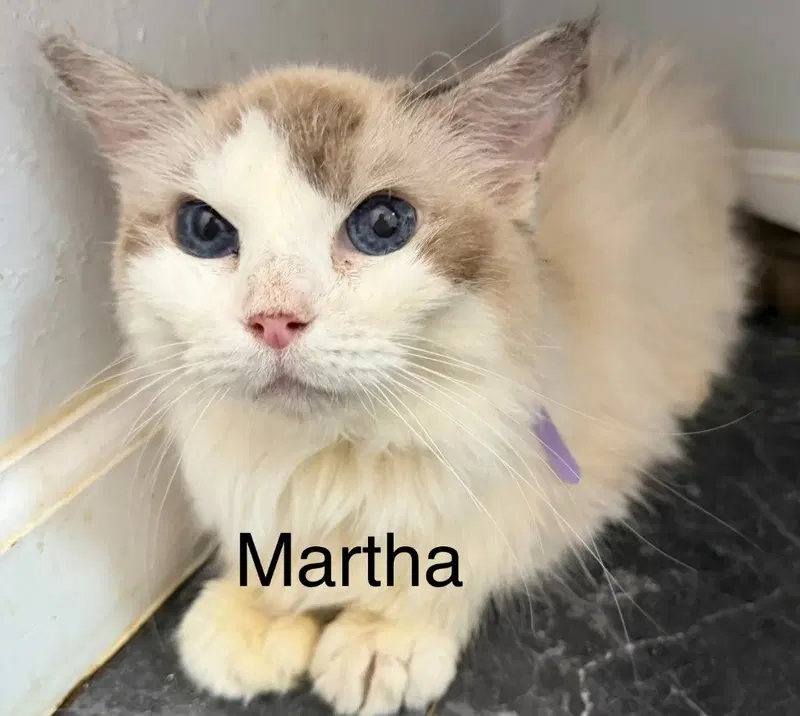 Martha, an adult female Ragdoll cat up for adoption