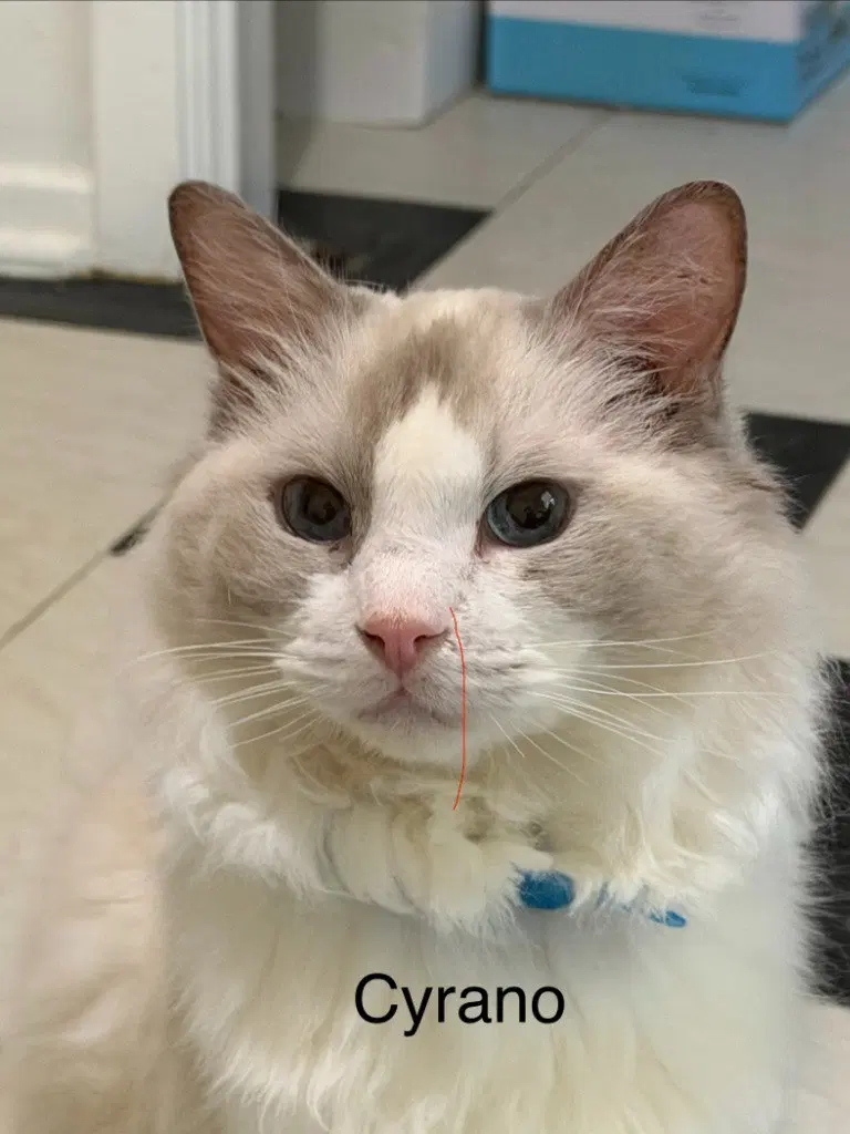 Cyrano, an adult male Ragdoll cat up for adoption