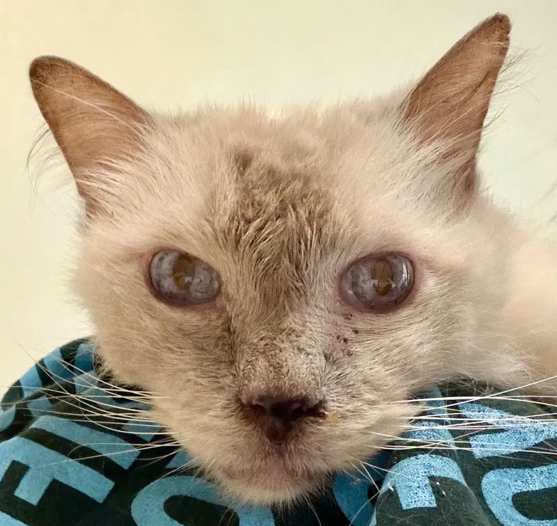 Glynn, an adult male Ragdoll cat up for adoption