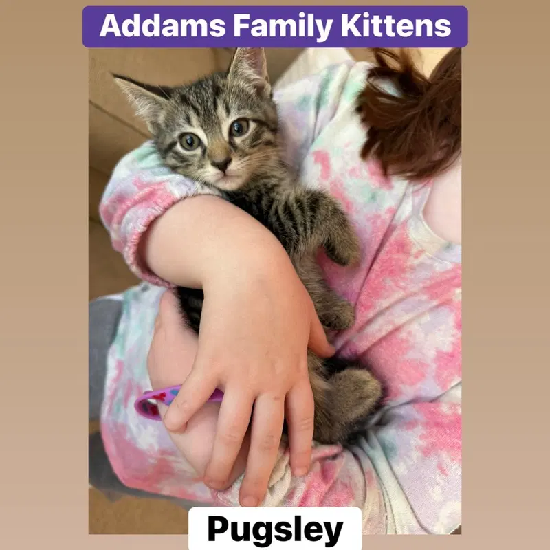 Pugsley, a male kitten up for adoption