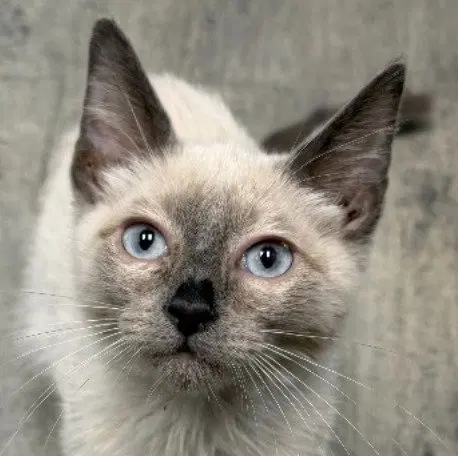 Alexander the Grey, a male Siamese kitten up for adoption