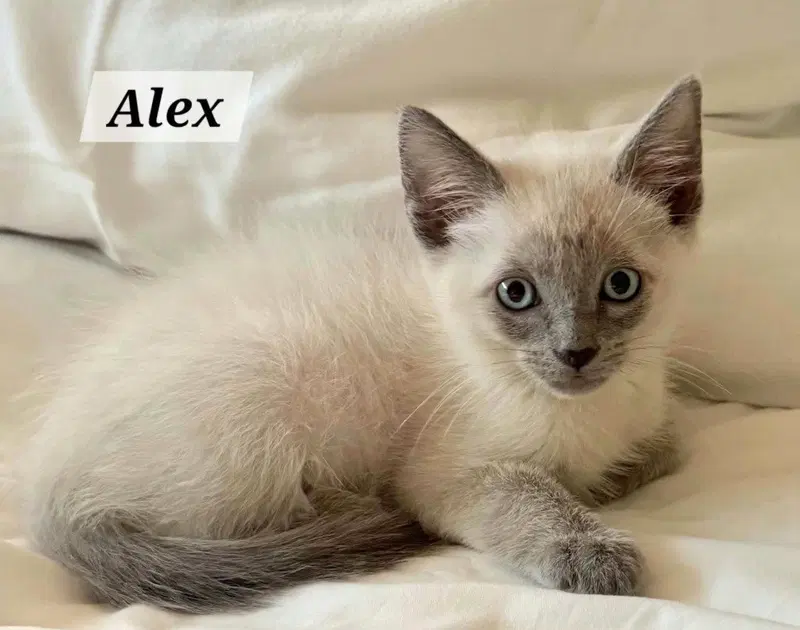 Alexander the Grey, photo 4