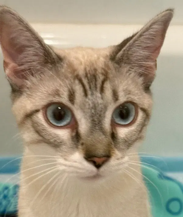 Lily Lynx, a young female Siamese cat up for adoption