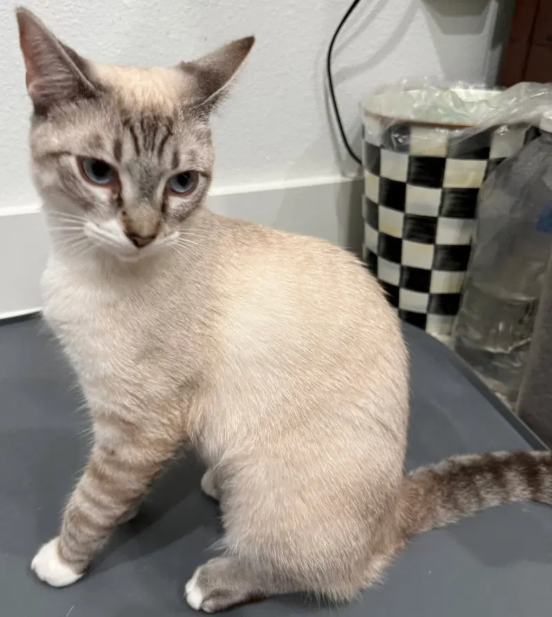 Lily Lynx, photo 2