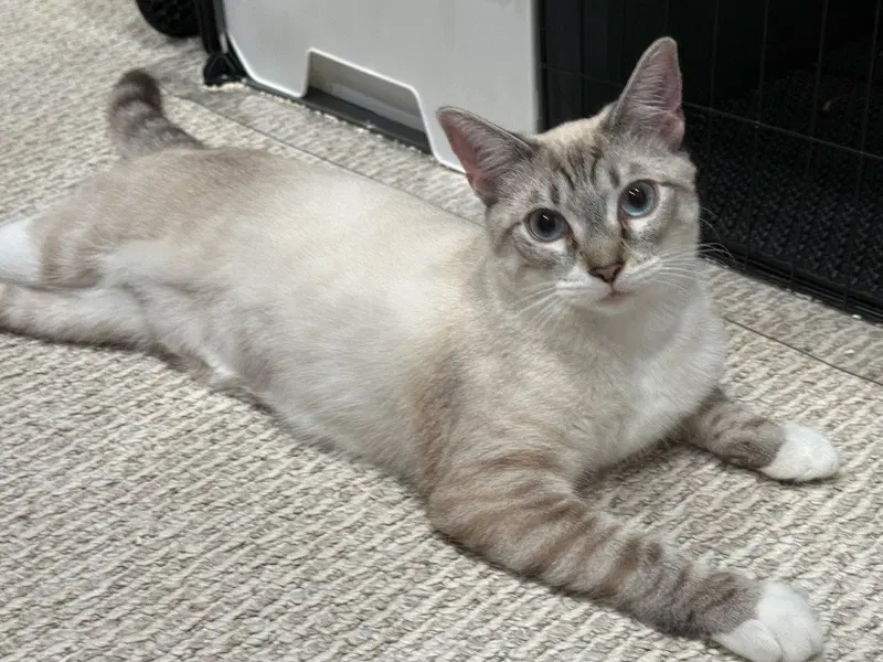 Lily Lynx, photo 3