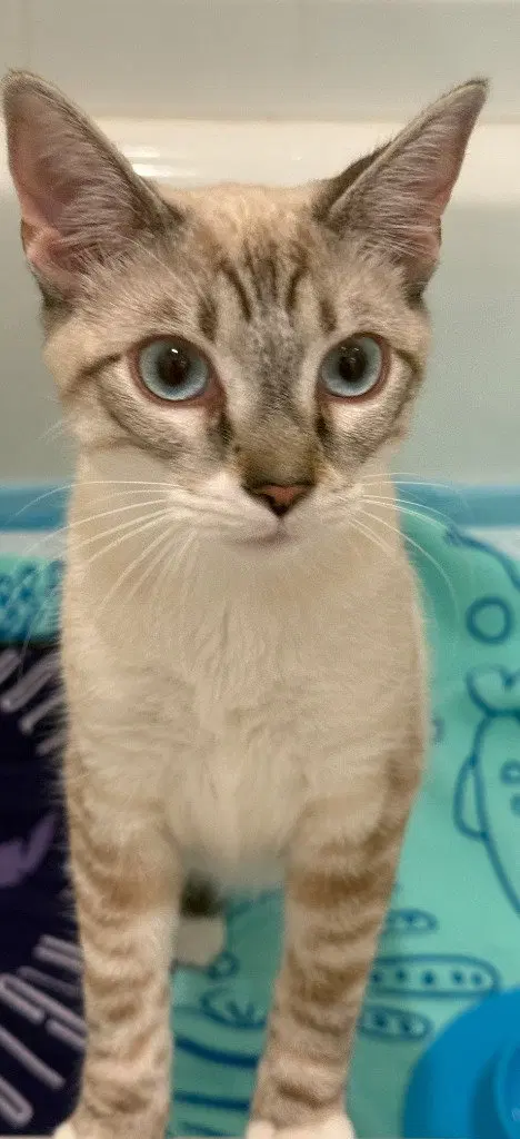 Lily Lynx, photo 4