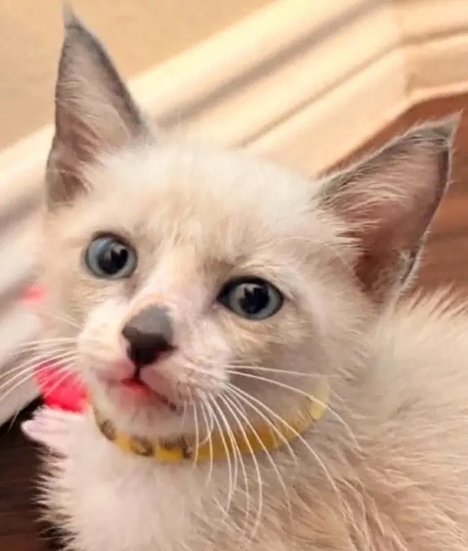 Oliver Twist, a male Siamese kitten up for adoption