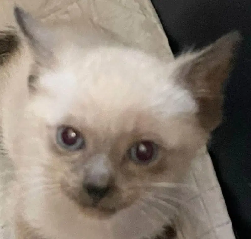Apollo, a male Siamese kitten up for adoption