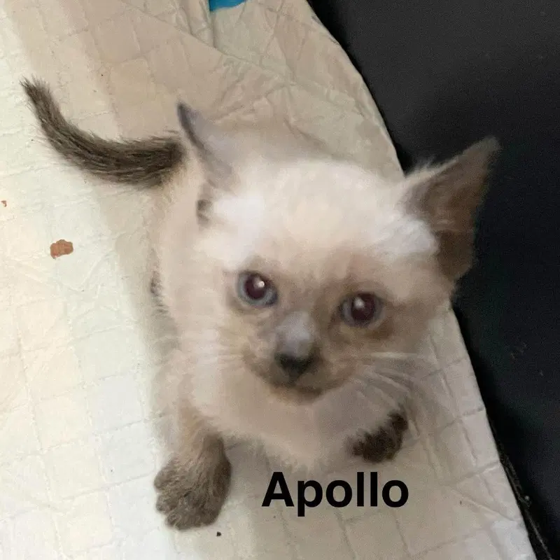 Apollo, photo 2