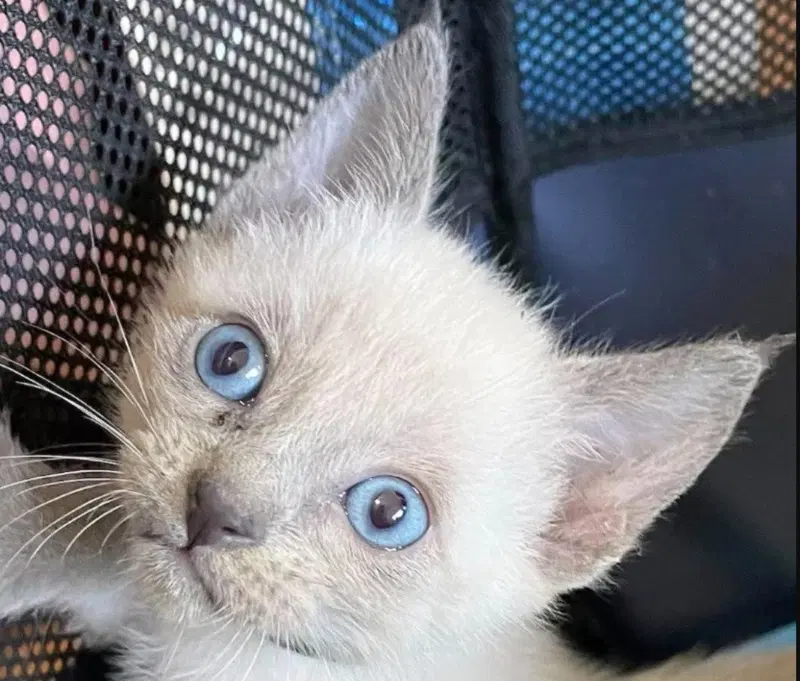 Rocky, a male Siamese kitten up for adoption