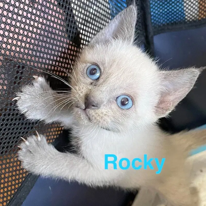 Rocky, photo 2
