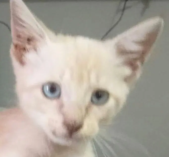 Truffle, a female Siamese kitten up for adoption
