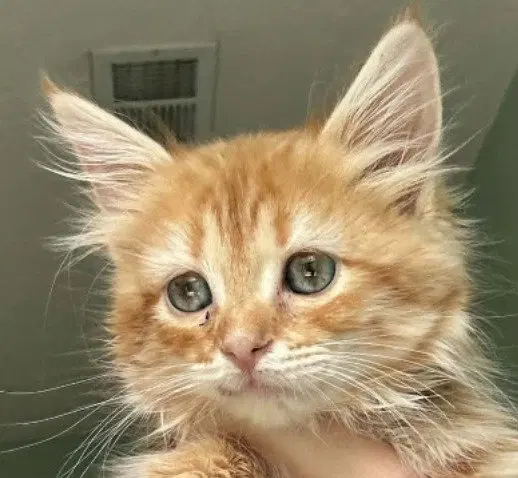 Princess Poppy, a female Maine Coon kitten up for adoption