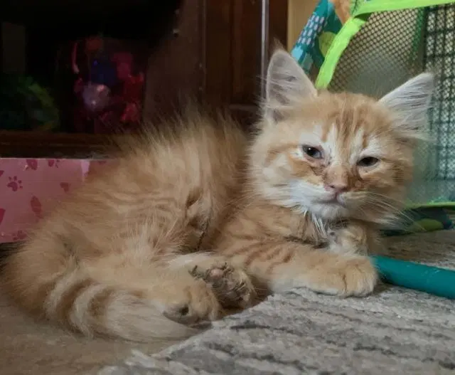 Princess Poppy, photo 3