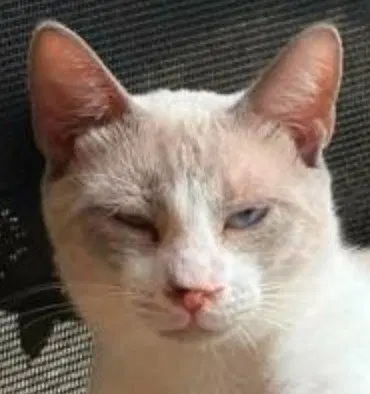 Stevie, a young male Siamese cat up for adoption