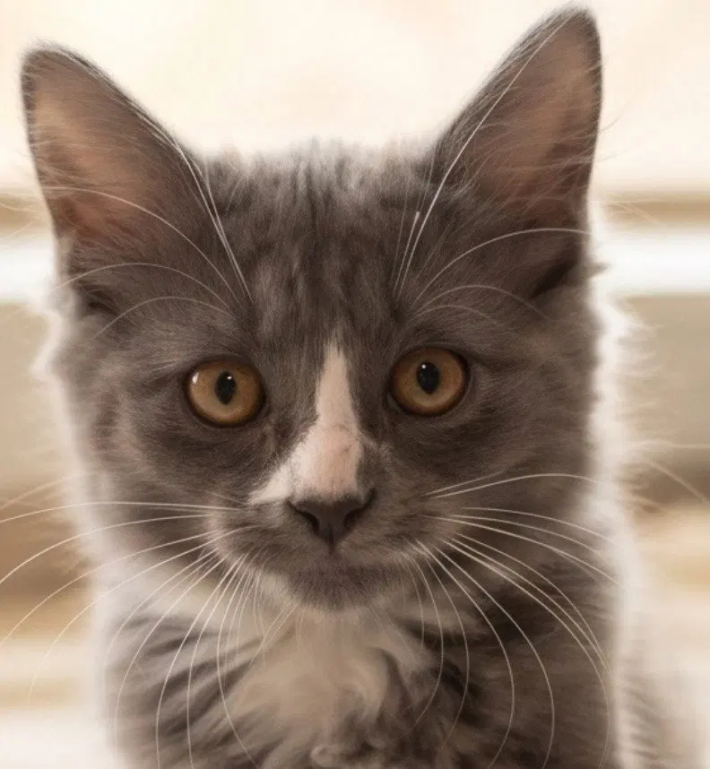 Iris grey, a female Maine Coon kitten up for adoption