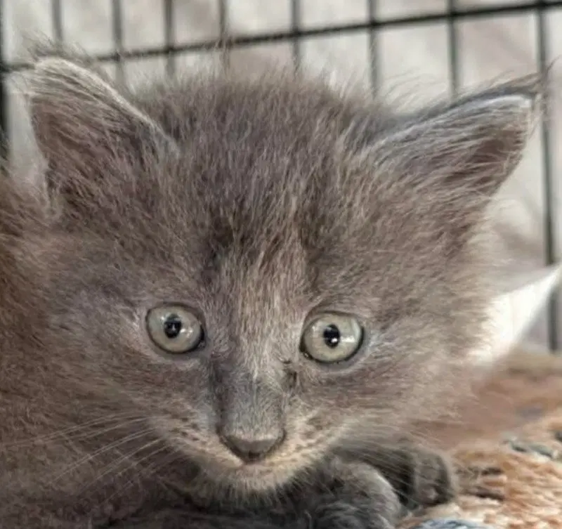 Pansy, a female Maine Coon kitten up for adoption