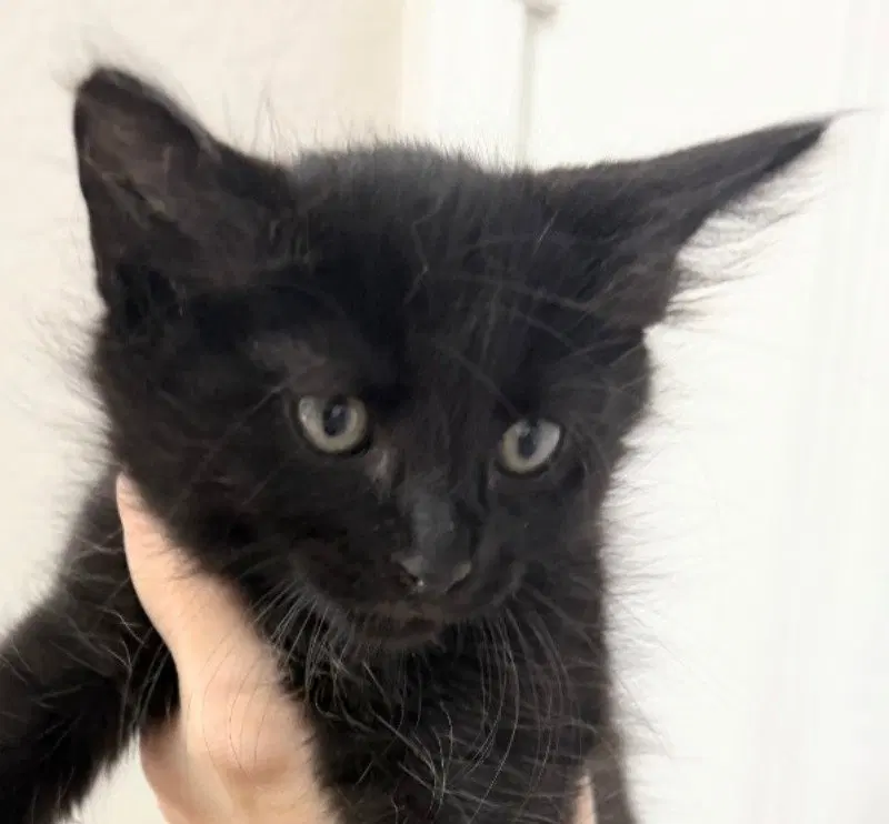 Starlette, a female Maine Coon kitten up for adoption